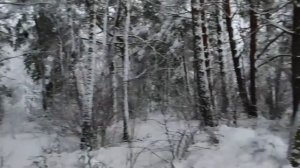 Зимний лес!|Волшебная красота ❄️🌲❤️