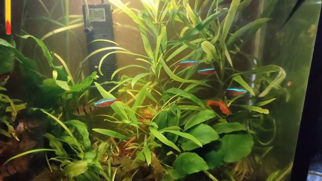 Мои аквариумы в музыкальном сопровождении. смотреть онлайн