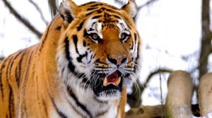 Дикие животные. Животный мир. Часть 21