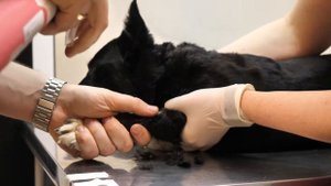 Будни ветеринара