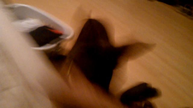 Nina the killer Doberman смотреть онлайн