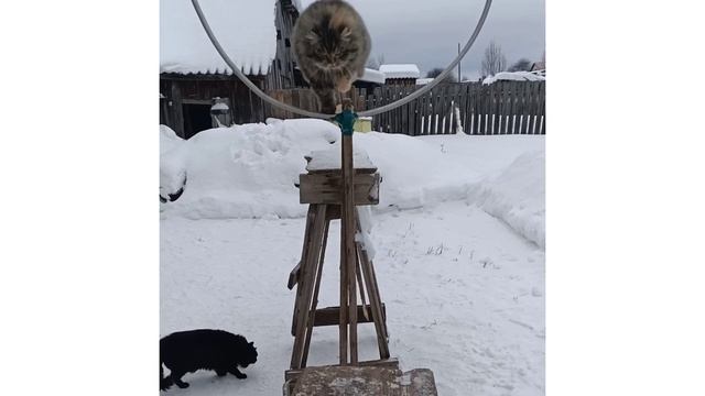 Дрессировка кошек умные животные / Training cats smart animals смотреть онлайн