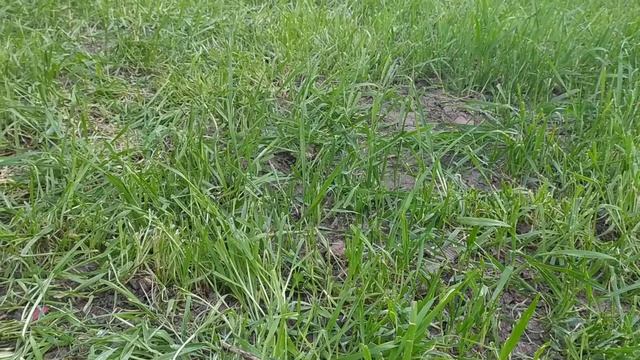 Посев ячменя,обработка земли фрезами от мотоблока,ячмень после полива воды!!! смотреть онлайн