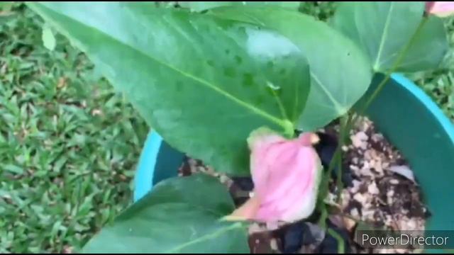 Flash anthurium
