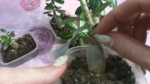 Как уберечь растения зимой?Обзор адениумов и кактусов в январе?Болезни, проблемы и методы лечения?