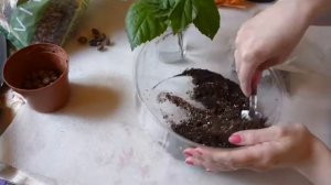 Гибискус. Укоренение черенками. Hibiscus из семейства Мальвовые (Malvaceae).