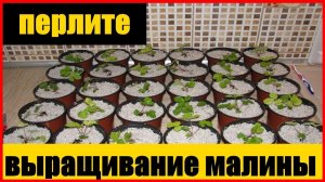 выращивание малины в перлите || выращивание рассады в перлите #малина #саженцы #ягода #ремонтантный