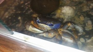 Краб кушает с рук! Схватил за палец!