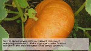Правильный полив тыквы летом