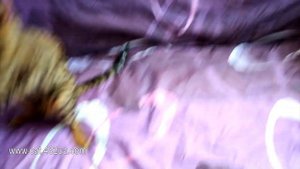 Бенгальская порода кошек   веселье! 20022019