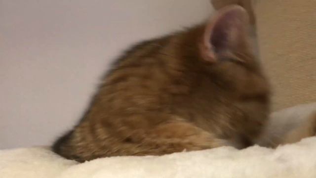 ???КОШКИ,ЗОЛОТЫЕ ШИНШИЛЛЫ???КОШКИ.GOLDEN KITTENS?