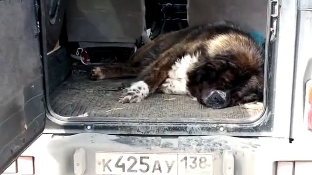 Кавказская овчарка смотреть онлайн