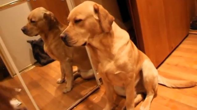 Инструкция по приминению: Лабрадор смотреть онлайн