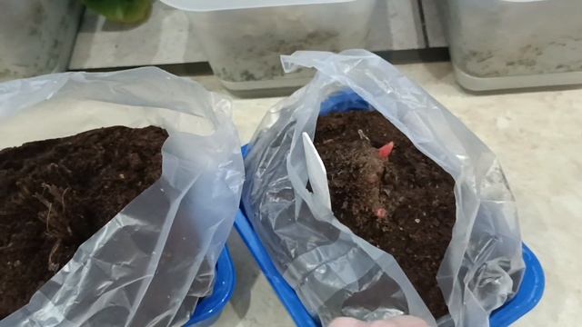 Сибирские ирисы, холодный старт смотреть онлайн