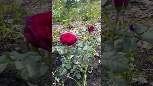 Роза с градиентом Графиня фон Харденберг. Шраб #садовод #rose #цветениероз #моирозы #Astridgrafin