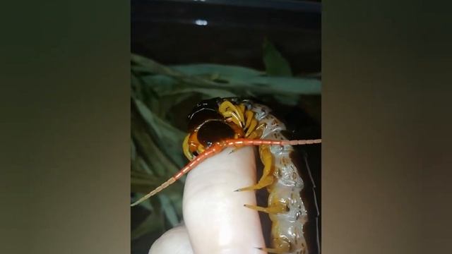 Scolopendra Subspinipes| Сколопендра чистит палец