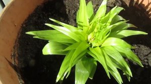 Рябчик императорский. Очень нужен совет!