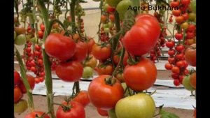 Belle F1. Белла F1. Tomato. Pomodor Томаты. Помидор. Ранние сорть помидора.