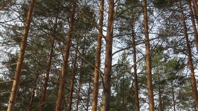 № 2103 01. 04. 2022 Ветки для гнезда смотреть онлайн