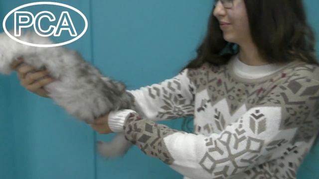 Персидский котенок шиншилла. Выставка кошек PCA on-line.