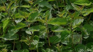 Соберите эти целебные травы в мае чтобы не ходить в аптеку целый год! Полезные целебные травы в мае