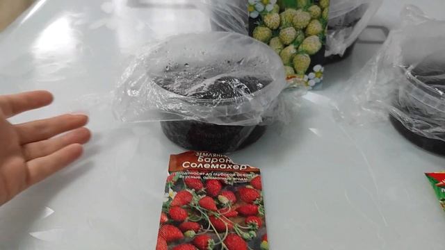 Земляника на подоконнике/ выращиваем землянику в квартире/ мой опыт ч.1 смотреть онлайн