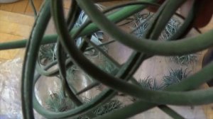 Обзор тилландсий   Уход   Купание и содержание