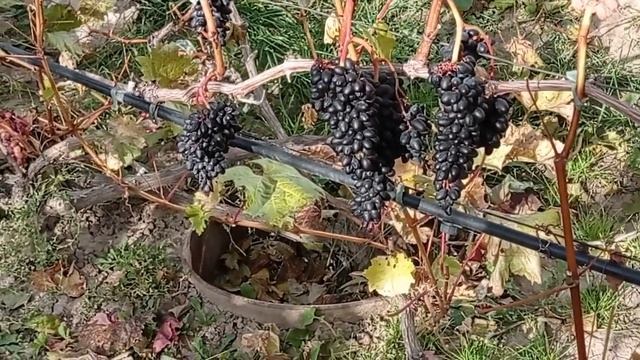 @Виноград Джой кишмиш Бессемянный виноград осенью смотреть онлайн