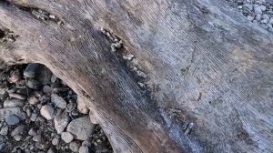 КАМЧАТКА.Ловля кижуча.Река Большая .день 4-5