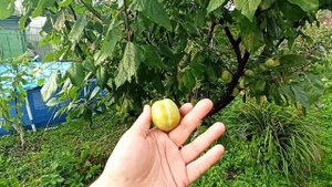 Слива жёлтая сорт Утро.