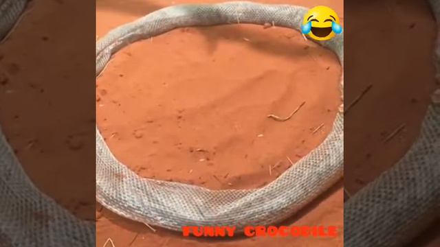 Смешные животные. До слёз. Funny animals Кошки и собаки #fannyanimals #смешныеживотные