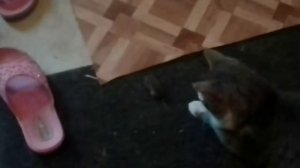 Что делает кот перед тем как съесть мышь?