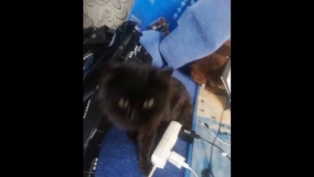 Много котиков смотреть онлайн