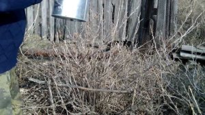 Полив смородины весной кипятком.