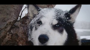 "Берингия" - Камчатская традиционная гонка на собачьих упряжках.