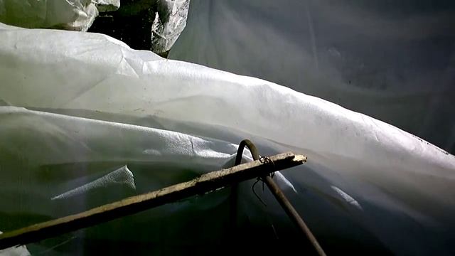 Виноград Загадка Шарова. Заморозки. Кузбасс.Сибирь. смотреть онлайн