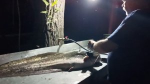 Чистим сомов