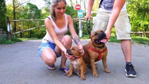 Буч и сын. Стаффордширский бультерьер. Staffordshire Bull Terrier.