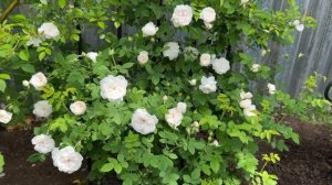 Роза Мадам Плантье/Плетистая роза для северного сада