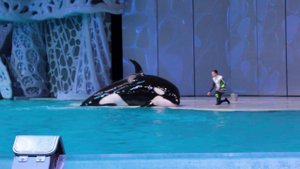 Шоу «Тайна четырёх океанов», косатки (Москвариум, ВДНХ, Москва)