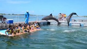 Dolphins jumping in the sea Cayo Coco Cuba July 2019