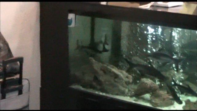 ТУРЦИЯ 2011-ВИДЕО