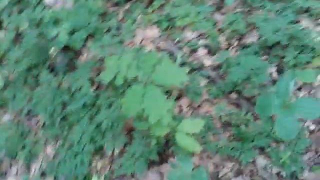 Вороний глаз четырёхлистный распустился (Paris quadrifolia) смотреть онлайн