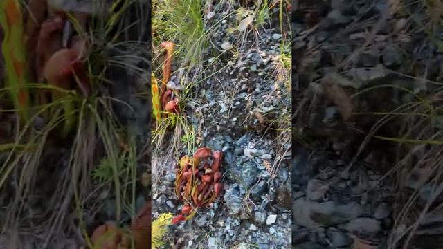 Darlingtonia californica in Northern California. 2022. (English) смотреть онлайн