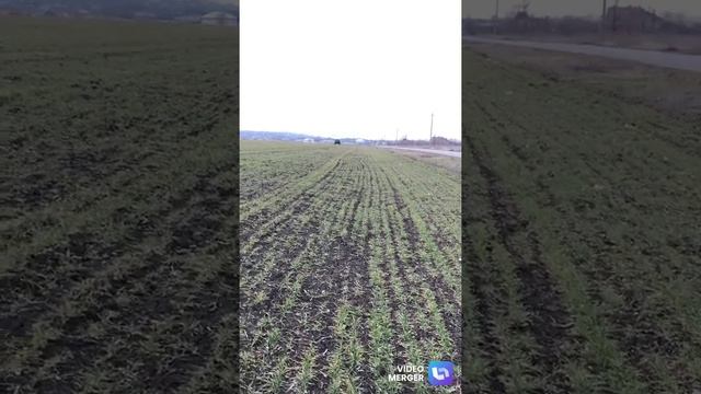 ВНЕСЕНИЕ, ПОДКОРМКА ЖИДКИМ УДОБРЕНИЕМ КАС 32 на озимую пшеницу по 100 л./га.