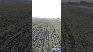 ВНЕСЕНИЕ, ПОДКОРМКА ЖИДКИМ УДОБРЕНИЕМ КАС 32 на озимую пшеницу по 100 л./га.