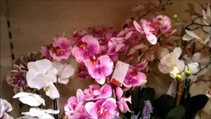 482. Английская жизнь # Какие хозяйки англичанки. Мое субъективное мнение, основанное на фактах