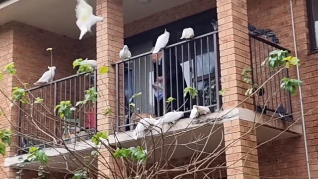 У нас праздник ! Какаду чуть не съели дедушку :-) Что происходит на балконе. Элла Австралия