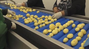 Линия мойки, чистки и нарезки картофеля