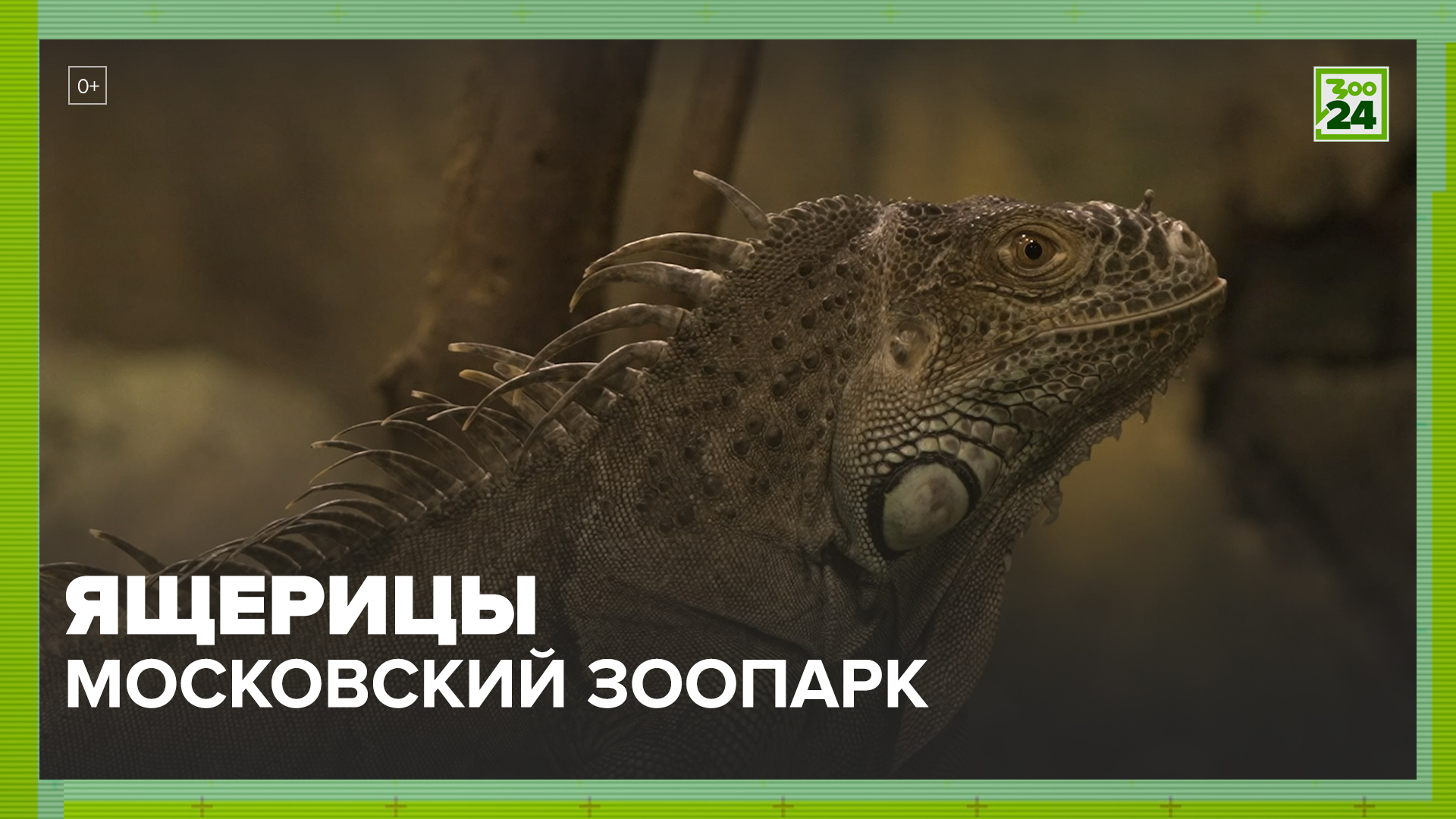 Ящерицы | Московский зоопарк | ЗОО 24